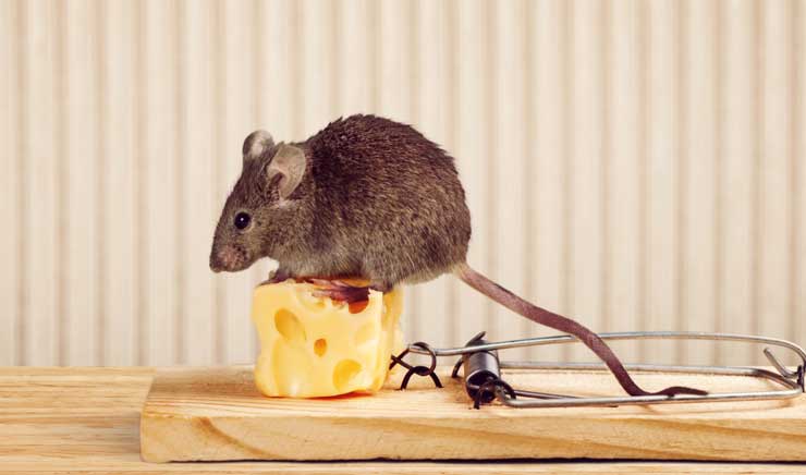 5 Ways to Eliminate Rats From Your Home